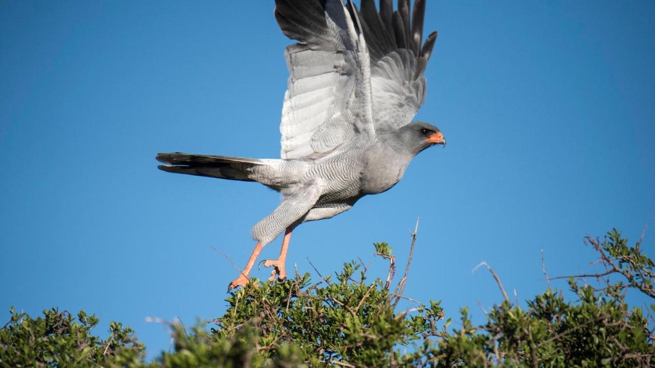 Mount Camdeboo Private Game Reserve By Newmark Graaff-Reinet Εξωτερικό φωτογραφία